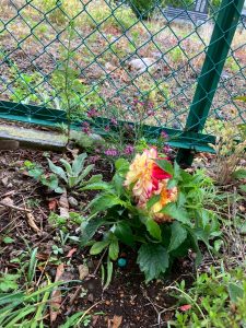 LINE_ALBUM_20250502_250502_10