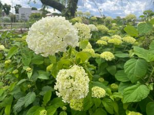 IMG_0761