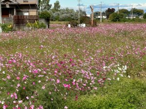 LINE_ALBUM_20251101_251101_8