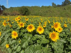 LINE_ALBUM_20251104_251104_23