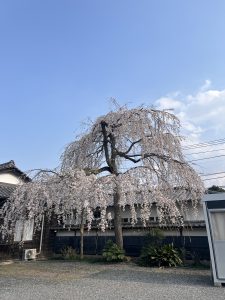 IMG_5179