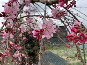 LINE_ALBUM_20250324_250324_9