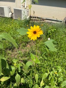 LINE_ALBUM_20260709_260709_4