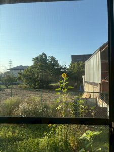 LINE_ALBUM_20260709_260709_6